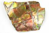 Rainbow Ammolite (Fossil Ammonite Shell) - Alberta, Canada #202312-1